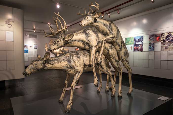 >Museum Of Sex（ミュージアム・オブ・セックス）にある鹿